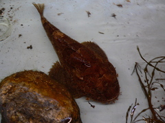 Hemitripterus americanus