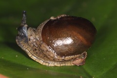 Megaustenia imperator