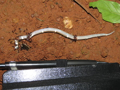 Causus lichtensteinii