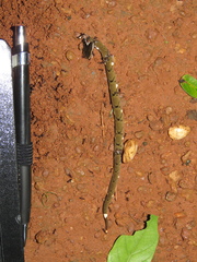 Causus lichtensteinii