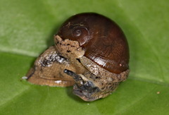 Megaustenia imperator