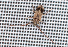 Exocentrus punctipennis