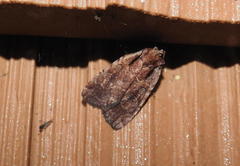 Eueretagrotis attentus