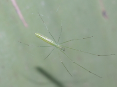 Tetragnatha hasselti