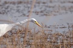 Ardea intermedia brachyrhyncha