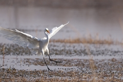 Ardea intermedia brachyrhyncha