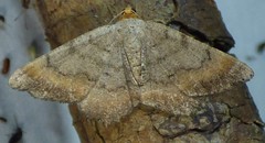 Macaria distribuaria