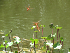 Sympetrum illotum