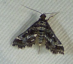 Diasemiopsis leodocusalis