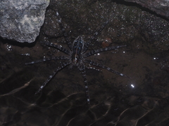 Dolomedes mizhoanus