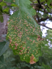 Neuroterus saltarius