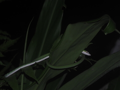 Ahaetulla mycterizans