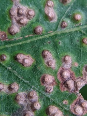 Neuroterus saltarius