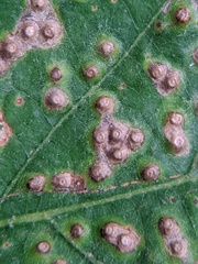 Neuroterus saltarius