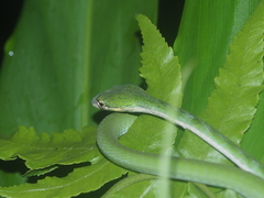 Ahaetulla mycterizans