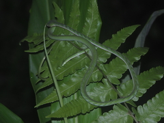 Ahaetulla mycterizans