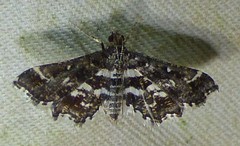 Diasemiopsis leodocusalis