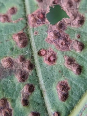 Neuroterus saltarius