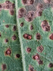 Neuroterus saltarius