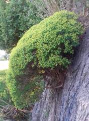 Euphorbia acanthothamnos