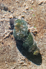 Juga plicifera
