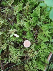 Paragymnopus perforans