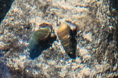 Juga plicifera