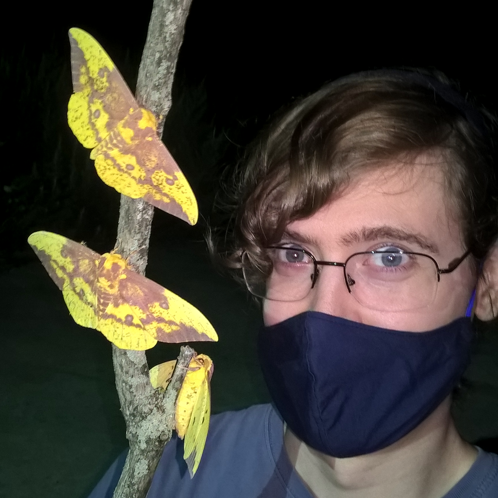 Imperial moth (Eacles imperialis)