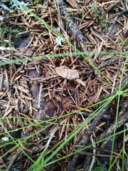 Paragymnopus perforans