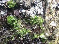 Ulva californica