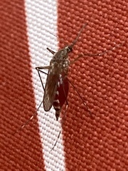Aedes increpitus