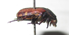Elaphinis latecostata