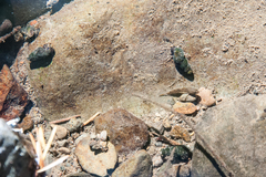 Juga plicifera