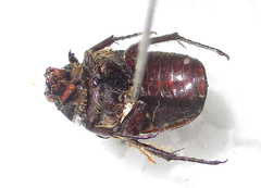 Elaphinis latecostata
