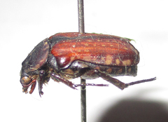 Elaphinis latecostata