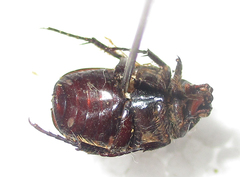 Elaphinis latecostata