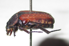 Elaphinis latecostata