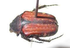 Elaphinis latecostata