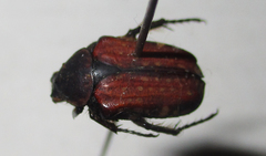 Elaphinis latecostata