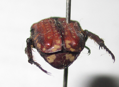 Elaphinis latecostata