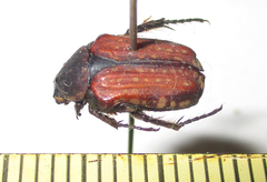 Elaphinis latecostata