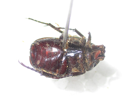 Elaphinis latecostata