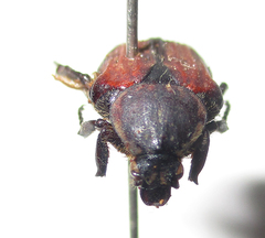 Elaphinis latecostata