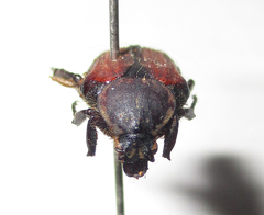 Elaphinis latecostata