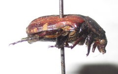 Elaphinis latecostata