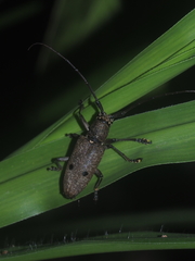 Pelargoderus bipunctatus