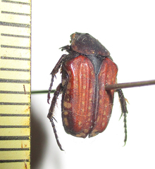 Elaphinis latecostata