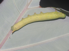 Eupanacra