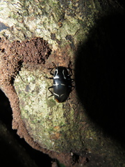 Linodesmus coecus