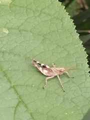 Acrididae